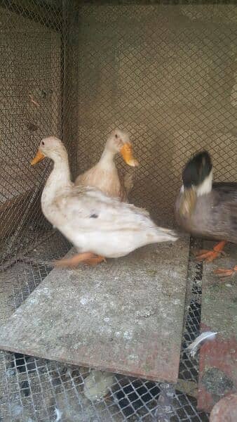 1 Male 2 egg lying Female ducks 0