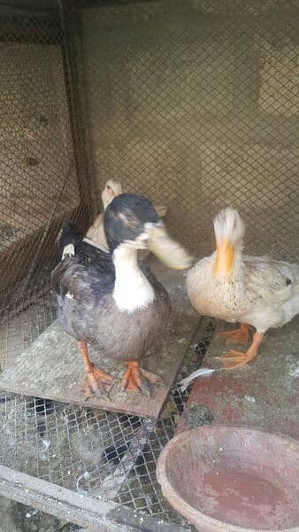 1 Male 2 egg lying Female ducks 6