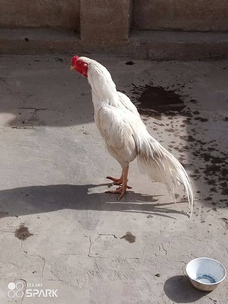 I Sell White Aseel breed 1