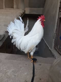 White Rooster For Sell