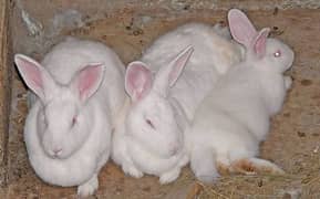 newzland white rabbit bunnies