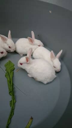 White Red Eyes Neat and Clean Bunnies