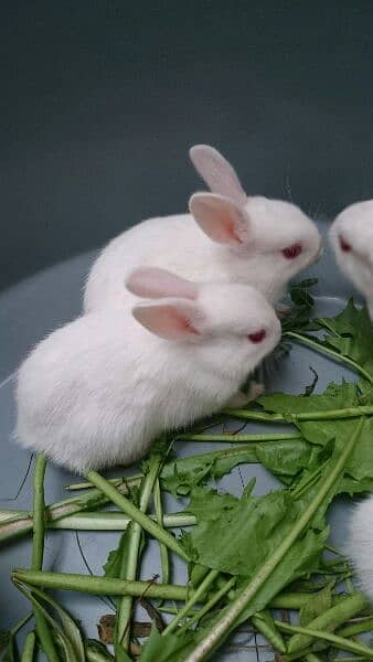 White Red Eyes Neat and Clean Bunnies - Rabbits - 1085724046