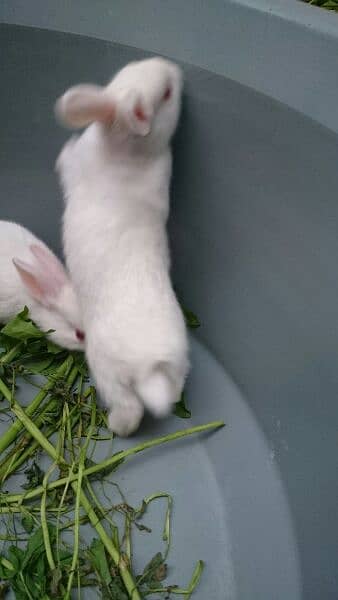 White Red Eyes Neat and Clean Bunnies - Rabbits - 1085724046