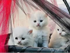 persian kittens triple coat