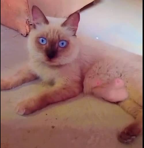 Siamese Kitten pair for sale Blue Eyes 4