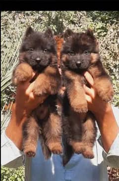 German Shepherd Dog | German Shepherd Long Coat Puppies