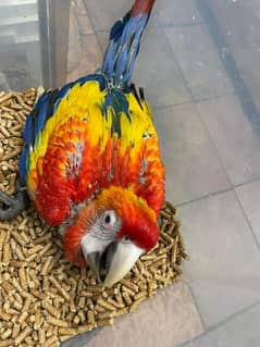 blue scarlet macaw 03093898331