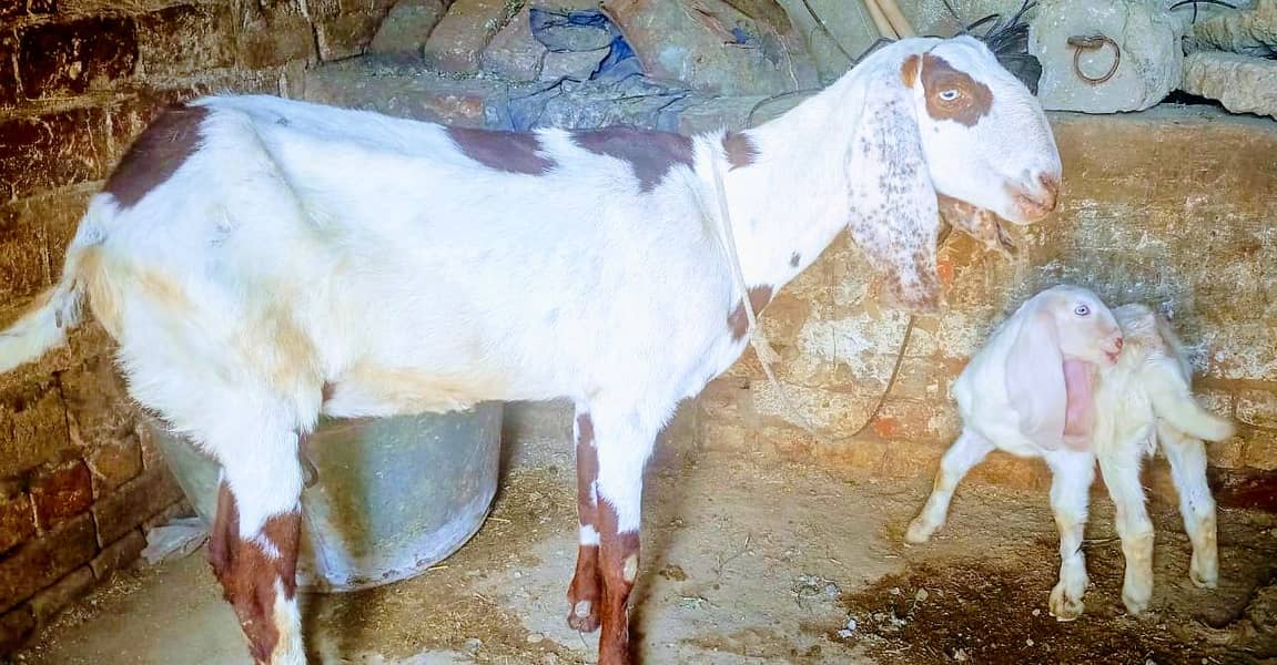 goat with rajn pori male 0