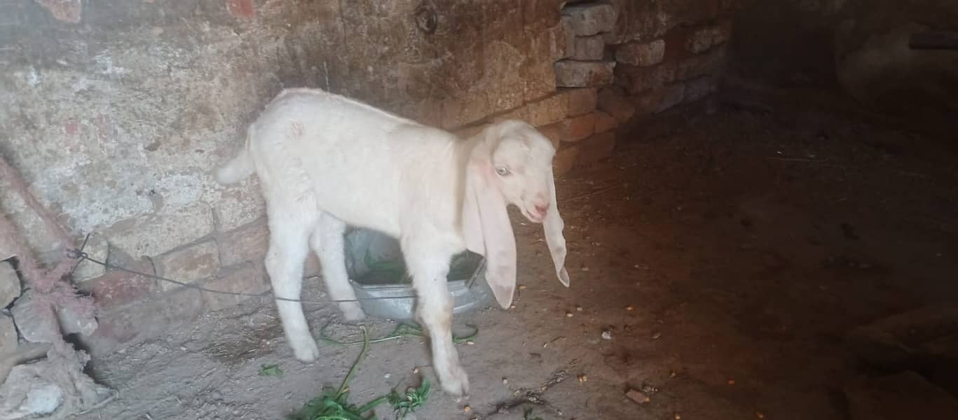 goat with rajn pori male 1