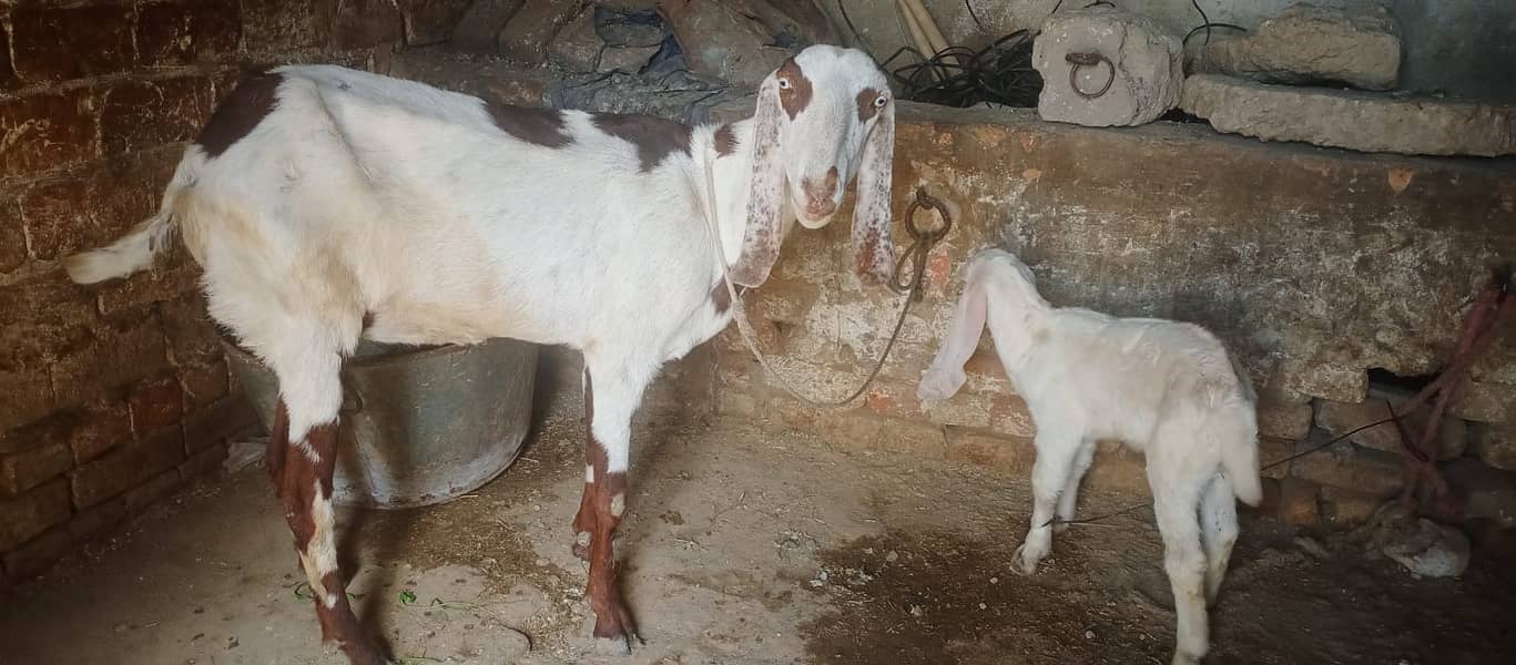 goat with rajn pori male 2