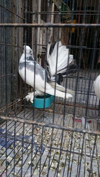 Pure Indian Funtail Pigeon Babies 2