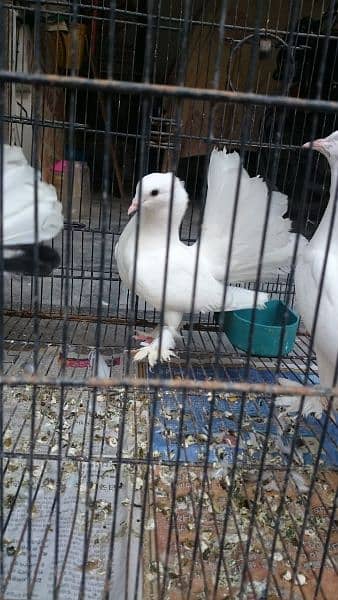 Pure Indian Funtail Pigeon Babies 5
