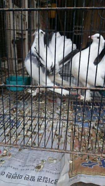 Pure Indian Funtail Pigeon Babies 9