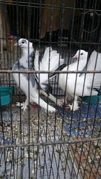 Pure Indian Funtail Pigeon Babies 10