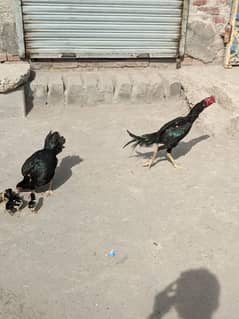 Pure pakistani aseel chiks for sale