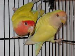 lootino love bird pair one male and one female
