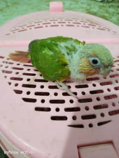 Pineapple conure & green ringneck chick