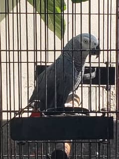 African Grey with Cage
