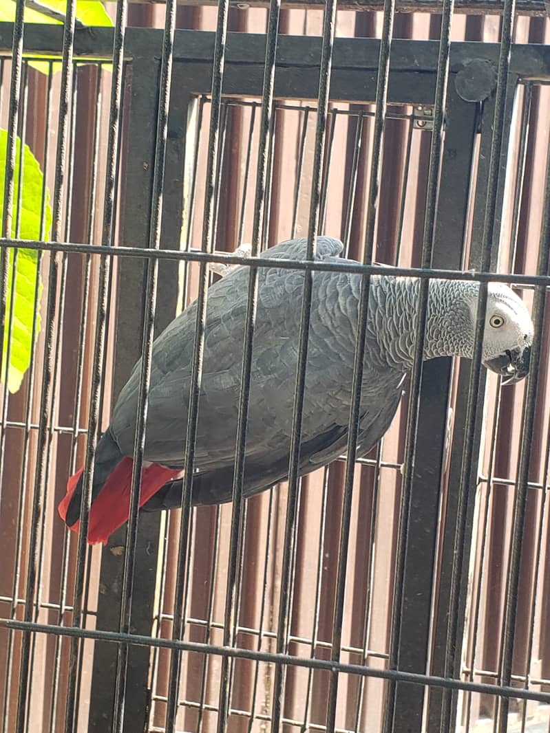 African Grey with Cage 1