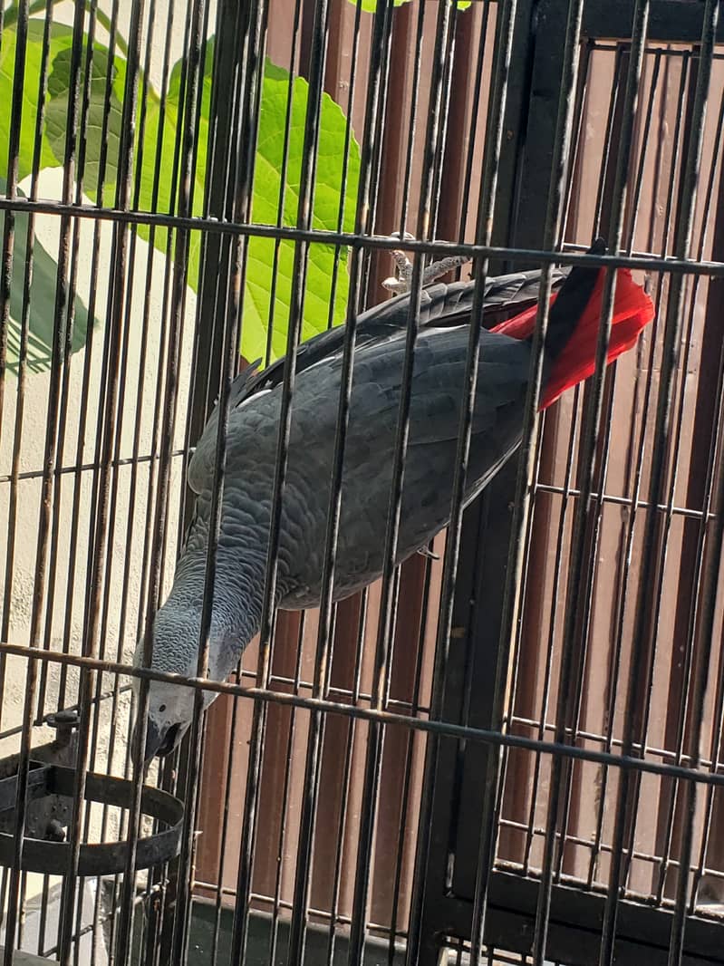 African Grey with Cage 2