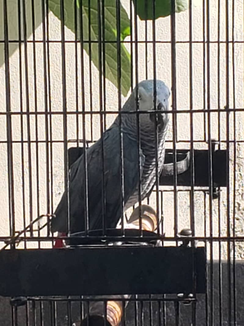 African Grey with Cage 3
