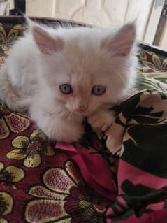 persian cat baby