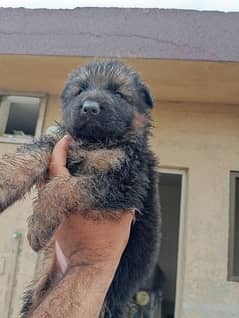 Long cord puppy's available top of the line father padgree mother non