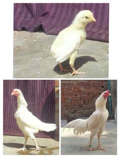Top Quality Heera Chicks for sale | Heera Aseel | Aseel Chicks