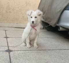 Russian puppy available for sale