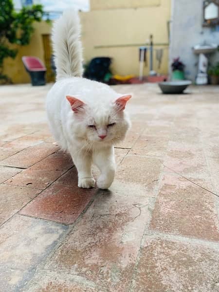 Persian Cat Double Coat Male For Sale 0