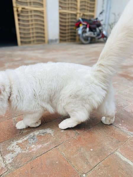 Persian Cat Double Coat Male For Sale 1