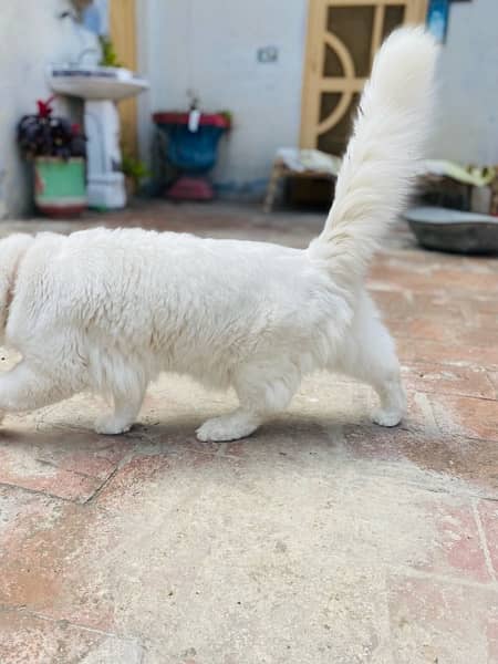 Persian Cat Double Coat Male For Sale 2