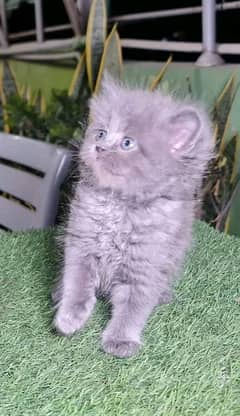 persiann Kitten forr salee CONTACT ONN WHATUP 03201711036