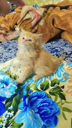 Persian cats | Persian kittens | triple coated | cats for sale