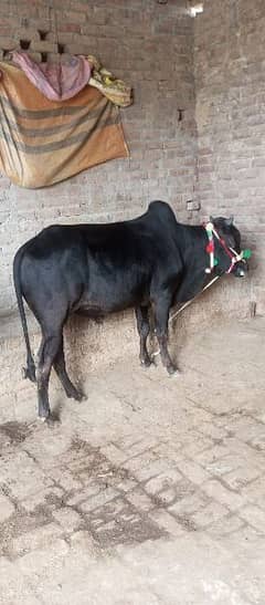 bull/bachra for sale