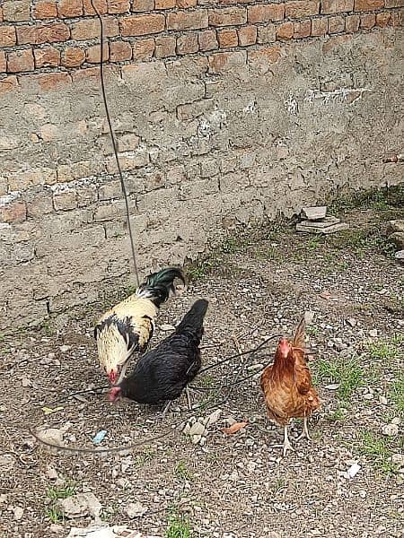 Hens for sale 0