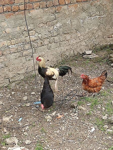 Hens for sale 1