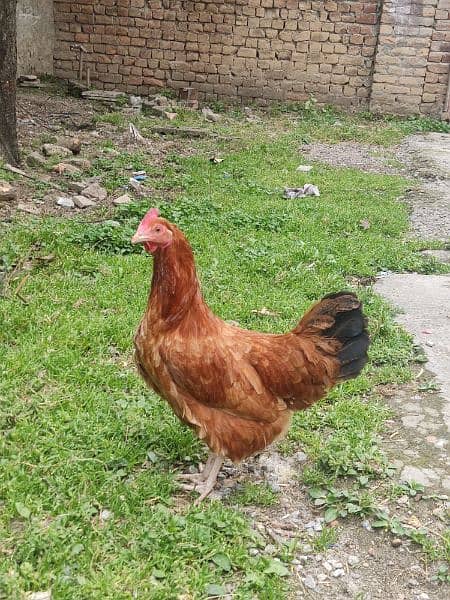 Hens for sale 3