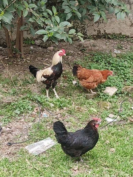 Hens for sale 4