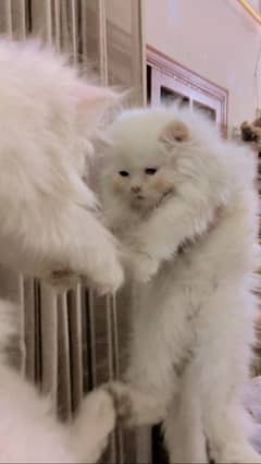 triple fur Persian female kitten cat 50 days age