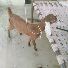 female Goat