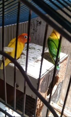 lovebird pair with cage
