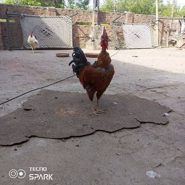 Pure Desi Rooster for sale 3