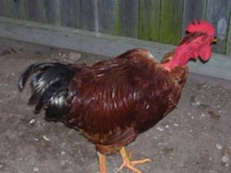 Pure Desi Rooster for sale 4