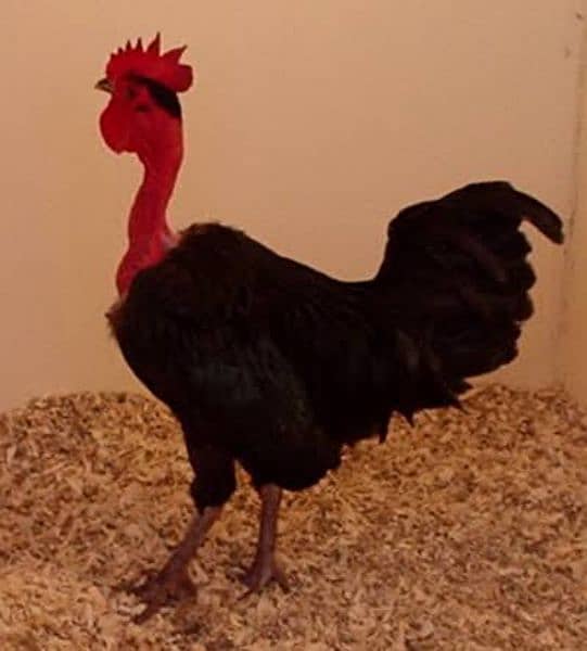 Pure Desi Rooster for sale 5