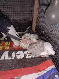 breeder pair with chik big size healthy active