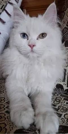 Beautiful White Triple Coat Persian Female Pregnant  Cat