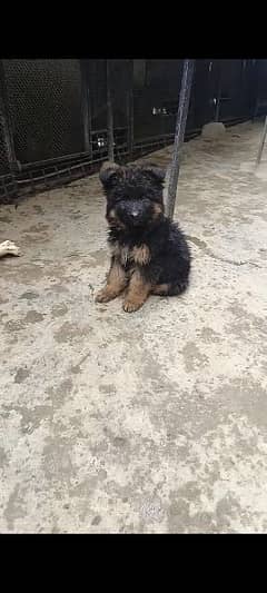German Shepherd long cot Top Quality Male puppy available