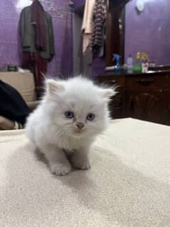 Persian tripple Coat Kittens